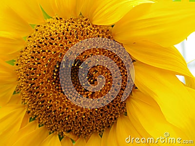Yellow Sunflower Closeup Stock Photo