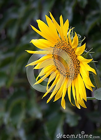 Yellow sunflower closeup Stock Photo