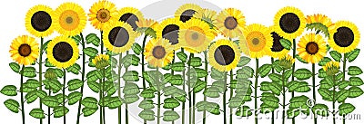 Yellow sunflower field. Flower border Stock Photo