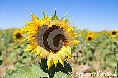 Yellow sunflower flower in an agricultural and ecological field of sunflower plantation. Focus on the flower. In the background Stock Photo