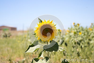 Yellow sunflower flower in an agricultural and ecological field of sunflower plantation. Focus on the flower. In the background Stock Photo