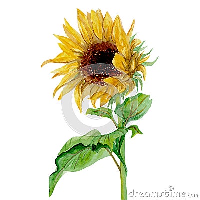 Yellow sunflower painted in watercolor on a white background Stock Photo