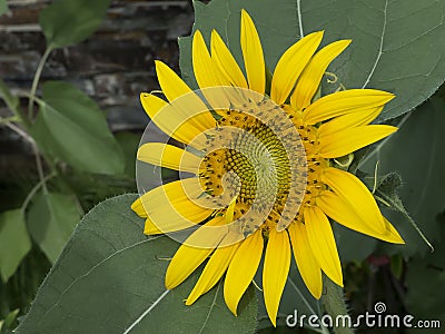 Yellow sunflower thailand Stock Photo