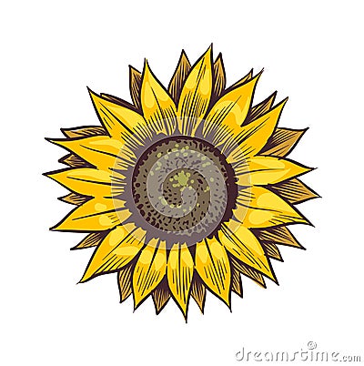 Yellow sunflower. Wildflower sun shaped, sunny blossom with black seeds and petals, hand drawn botanical floral close up Cartoon Illustration