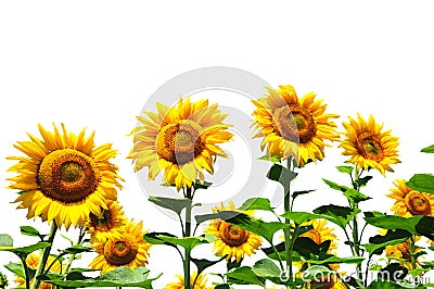 Yellow sunflowers on white Stock Photo