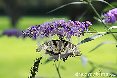 Yellow Swallow tail butterfly nectaring a lavendar flower Stock Photo