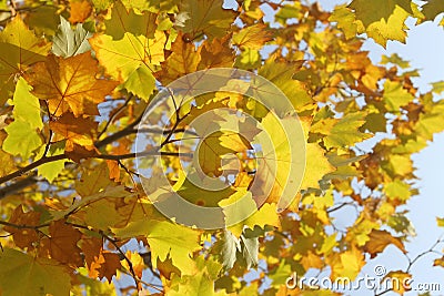 Yellow sycamore tree leaves in autumn Stock Photo