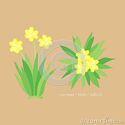Yellow tahiti daffodil flower element Vector Illustration