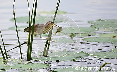 Yellow tail Jian catch fish Stock Photo