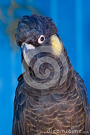 Yellow-Tailed Black Cockatoo Stock Photo