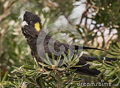 Yellow tailed black cockatoo in a banksii bush. Stock Photo