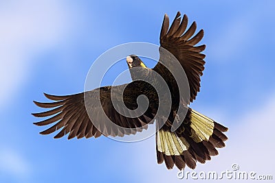 Yellow-tailed Black-Cockatoo in air with full wingspan Stock Photo