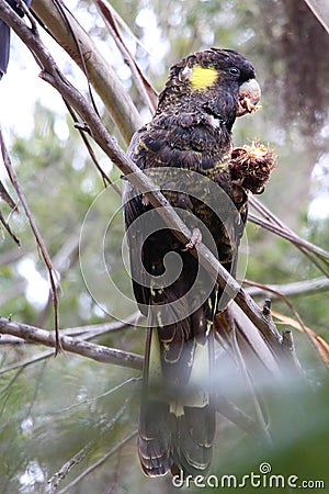 Yellow-tailed black cockatoo eating a nut Stock Photo