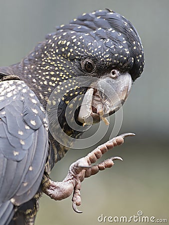 Yellow tailed black cockatoo Stock Photo