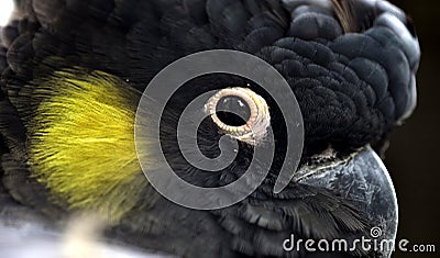 Yellow-tailed Black-cockatoo Stock Photo