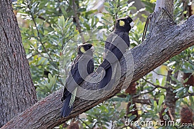 Yellow--tailed Black Cockatoo Stock Photo
