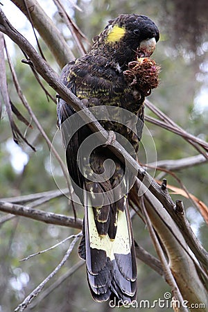 Yellow-tailed black cockatoo eating a nut Stock Photo