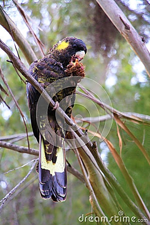 Yellow-tailed black cockatoo sitting in a tree Stock Photo