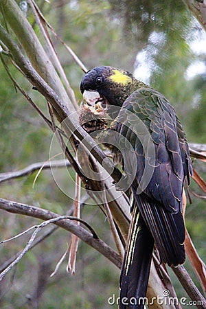 Yellow-tailed black cockatoo sitting in a tree having breakfast Stock Photo