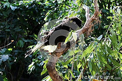 Yellow-tailed black cockatoo (Zanda funerea) sitting on a tree branch : (pix Sanjiv Shukla) Stock Photo