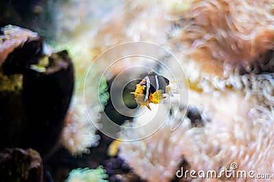 Yellow-tailed clownfish Amphiprion clarkii from the Pomacentridae family Stock Photo