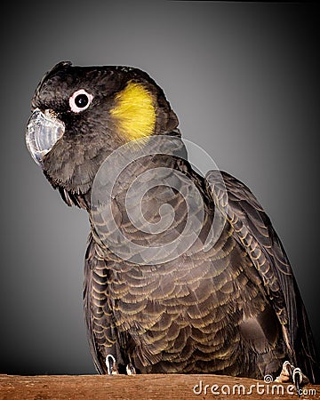 Yellow tailed cockatoo Stock Photo