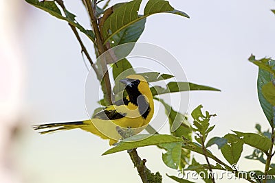 Yellow-tailed Oriole 843963 Stock Photo