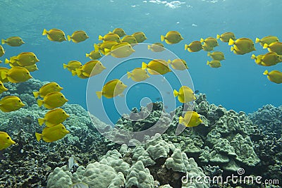 Yellow Tang Stock Photo