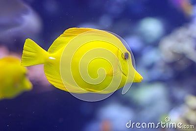 Yellow Tang Stock Photo