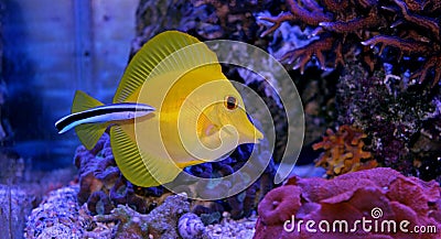 Yellow Tang and Cleaner wrasse natural color addition in aquarium Stock Photo