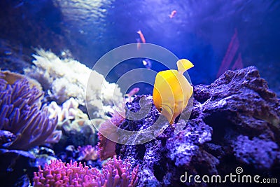 Yellow tang fish in shallow coral reefs eat from live rocks Stock Photo