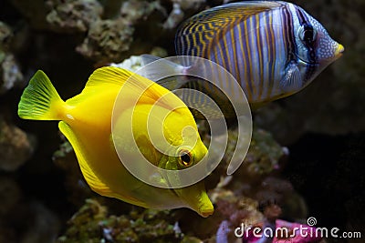 Yellow tang Red Sea and sailfin tang coexist in rock reef marine aquarium design, demanding species for experienced aquarist Stock Photo