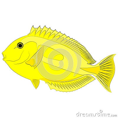 yellow tang, Zebrasoma flavescens, also known as the lemon sailfin, yellow sailfin tang graphic illustrations Cartoon Illustration