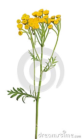 Yellow tansy flowers isolated on white Stock Photo