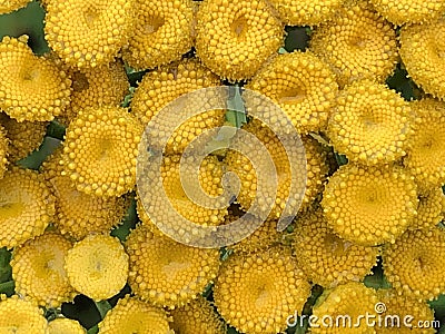 The yellow tansy flowers. Macro. Texture Stock Photo