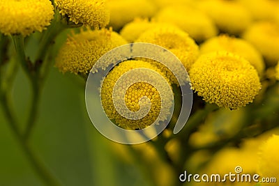 Yellow tansy flowers Tanacetum vulgare, common tansy plant, bitter button, cow bitter, or golden buttons in green summer Stock Photo