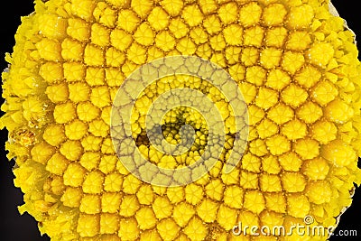 Yellow Tansy - Tanacetum vulgare - flower under microscope, image width 9mm Stock Photo