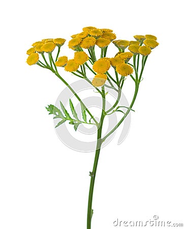 Yellow Tansy Tanacetum vulgare flowers isolated on white Stock Photo