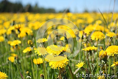 Yellow taraxacum Stock Photo