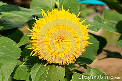 Yellow teddy bear sunflower in a garden Stock Photo