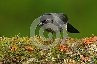 Yellow-thighed Finch, Pselliophorus tibialis, sitting on the green moss branch. Tropic bird in the nature habitat. Wildlife in Cos Stock Photo