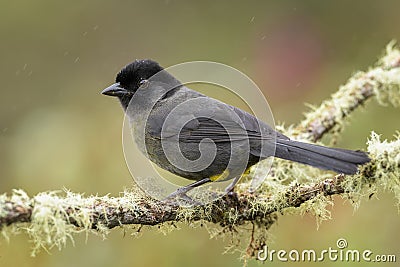 Yellow-thighed Sparrow - Pselliophorus tibialis Stock Photo