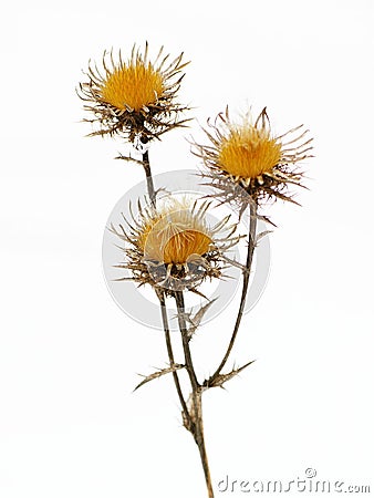 Yellow star-thistle isolated, white background Stock Photo