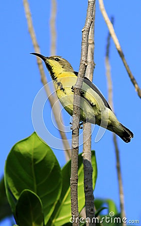 Yellow throat sunbird Stock Photo