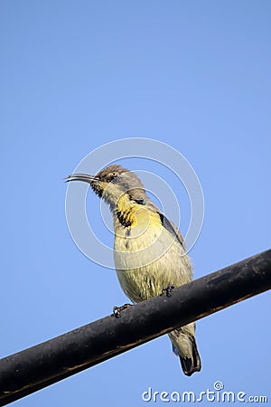 Yellow throat sunbird Stock Photo