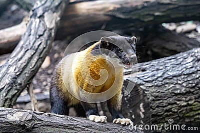 Yellow-throated marten, Martes flavigula, is a beautiful very agile beast, photography is difficult Stock Photo