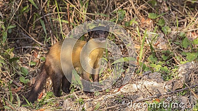 Yellow-throated Marten In Meadow Stock Photo