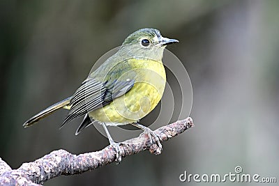 Yellow Thrush Bird Stock Photo