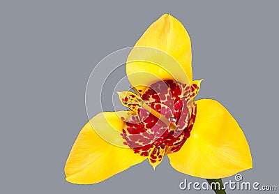 Yellow tigridia flower Stock Photo