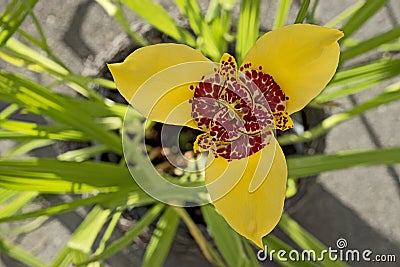 Yellow tigridia pavonia flower in garden, close Stock Photo